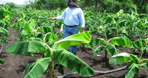 CULTIVO DEL PLÁTANO