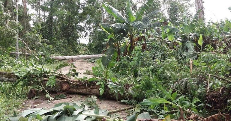 200 Ha afectadas de banano sólo en Chimoré