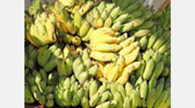 Las exportaciones peruanas de banano se acercan a las 93.000 toneladas en lo que va de 2023