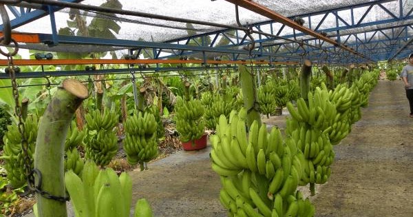 Exportación de banano generó 35 millones de dólares en 2016