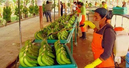 Productores de banano del Chapare lograron $us 35 millones de ingresos en 2016