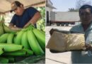 Pequeños productores de Piura exportan primer lote de puré de banano a Europa