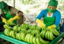 Productores de banano orgánico de Piura inician la exportación de derivados a Europa