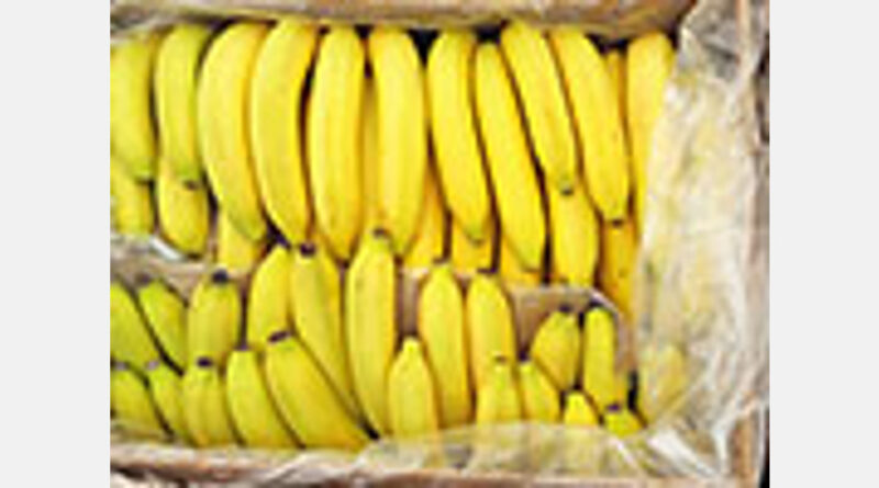 Peligra la exportación de más de 2,2 millones de cajas de banano ecuatoriano cada semana