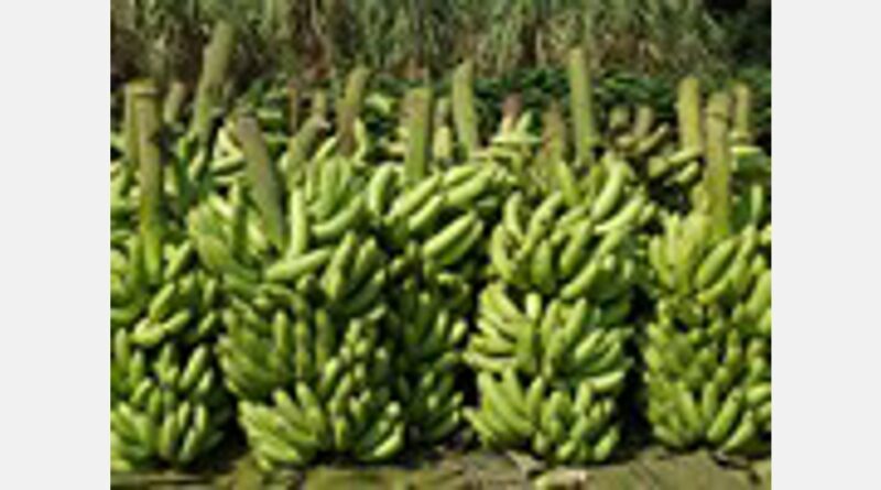 El banano de freír boliviano se abre paso en el mercado peruano