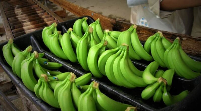 EXTRAEN GLUCOSA DEL PLATANO