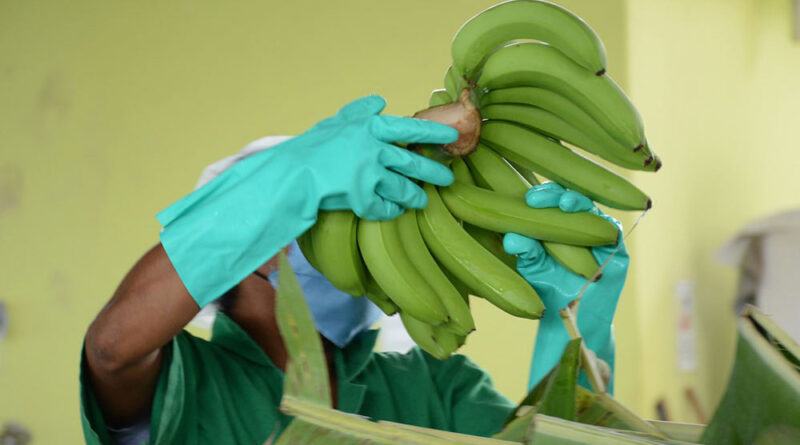 La venta de banana cayó 17% en volumen