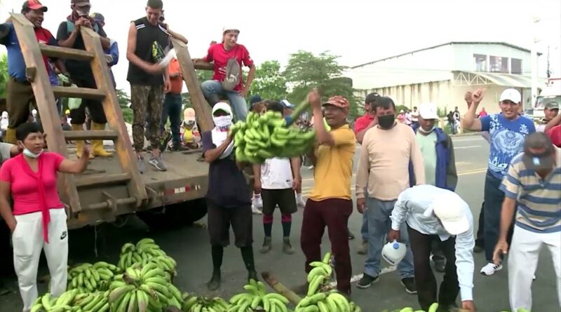 Proyecto bananero mejora tras la sequía – ADUANAS DIGITAL