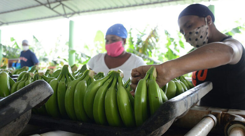 El oro verde y la United Fruit Company en Panamá