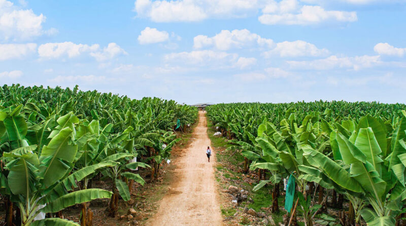 Certifican calidad del banano del Chapare para exportación hacia Brasil