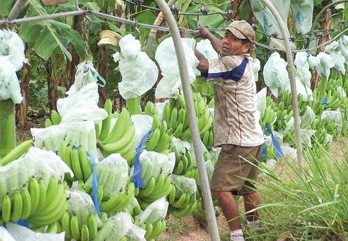 Precio de la caja del banano cae a menos del 50%