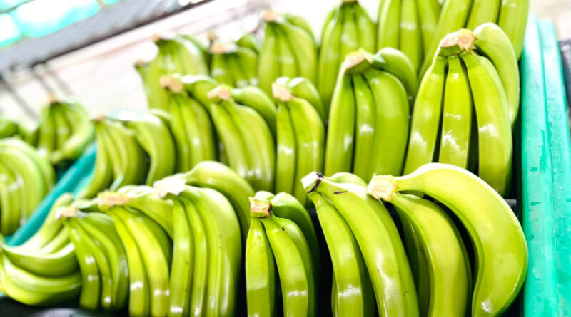 Cae en 50% la exportación de banano a Argentina