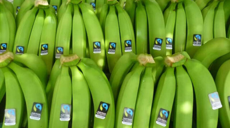 El valor de la exportación de banana creció en 9%