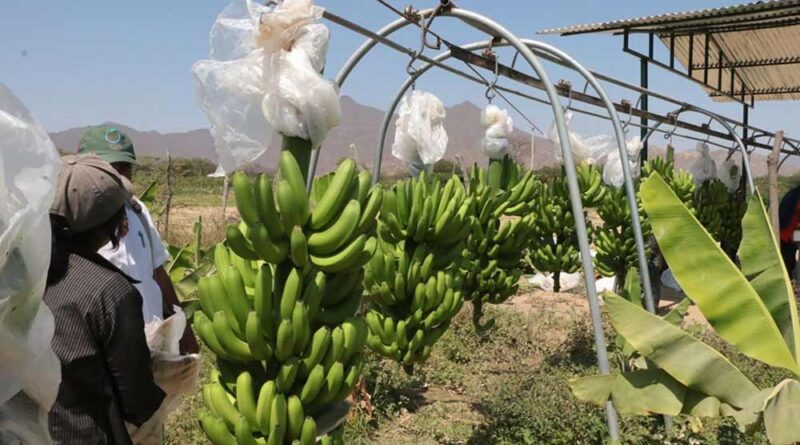 Costos de instalcion de un cultivo