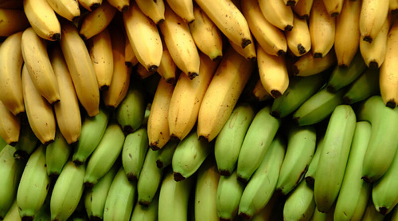 Ecuador eleva su exportación de bananas a China en cinco veces