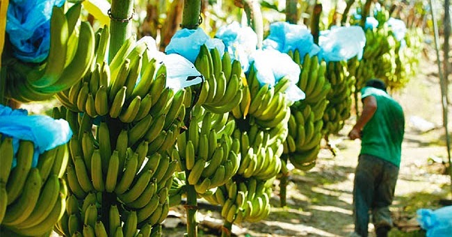 Comercio internacional Bananas piñas y palmitos marcan la diferencia