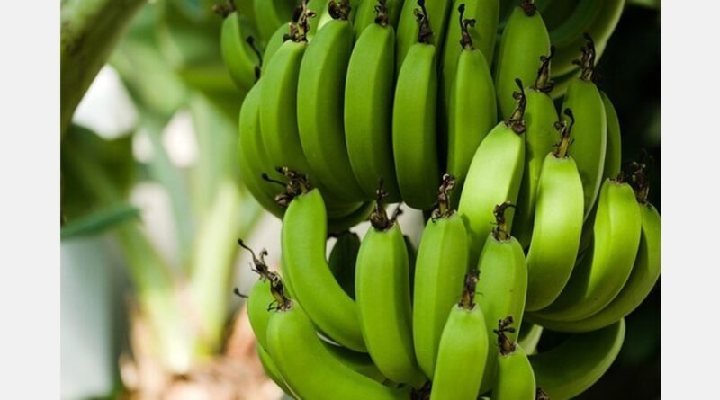 El precio "spot" del banano ecuatoriano se sitúa un 40,8% por encima del PMS en el primer trimestre del año