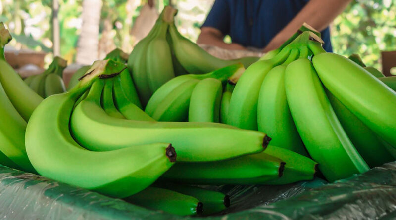 Lluvias impiden el transporte de banano de exportación