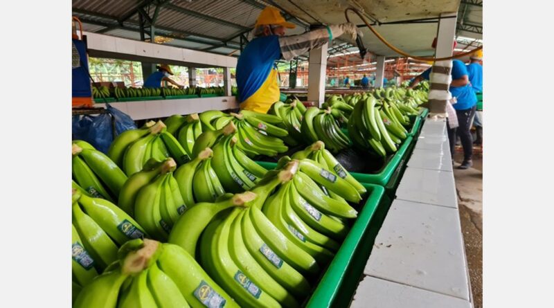 Ecuador está negociando una bajada de aranceles para el banano en los mercados asiáticos