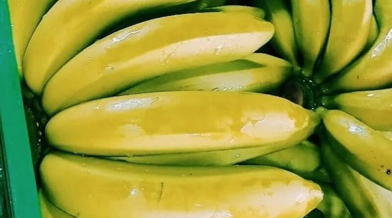 Plagas atacan al banano caribeño, cuyo cultivo busca ser orgánico