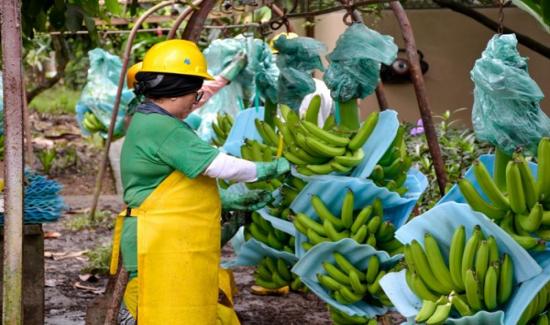 "No hay mercado que pueda absorber tanta cantidad de bananos como Rusia"