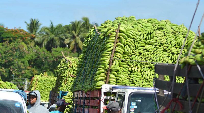 Banana exportable, víctima de bloqueos