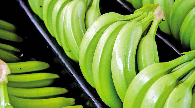 Alianza pública privada busca incentivar el cultivo del banano