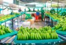 Envíos de banano orgánico se redujeron por las lluvias, pero con precios más altos