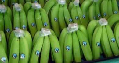 “El punto de partida para que el banano fuera rentable para los pequeños productores fue estar en Fairtrade”