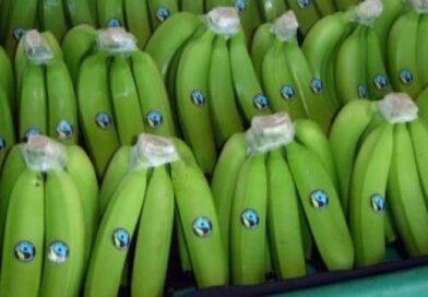 “El punto de partida para que el banano fuera rentable para los pequeños productores fue estar en Fairtrade”