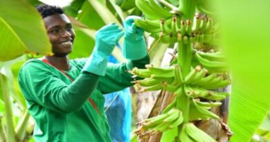 Industria bananera colombiana aspira a un crecimiento del volumen del 5% en 2024