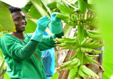 Industria bananera colombiana aspira a un crecimiento del volumen del 5% en 2024