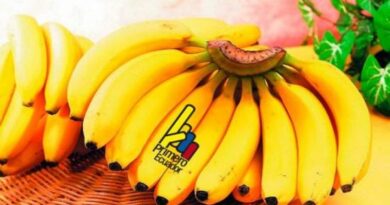 Exportación de banano ecuatoriano cayó en enero y febrero