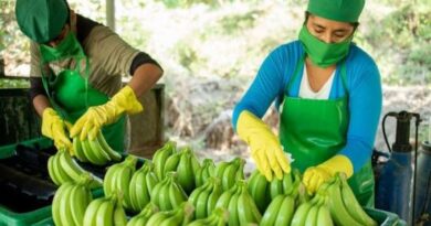 Perú exportó 148.528 toneladas de bananas por US$ 130.6 millones entre enero y noviembre