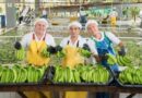 Sector bananero colombiano cierra la campaña 2024 en positivo