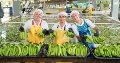 Sector bananero colombiano cierra la campaña 2024 en positivo