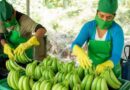 Exportaciones de banano de Perú crecieron 10.5% en volumen y 13.9% en valor en octubre de este año