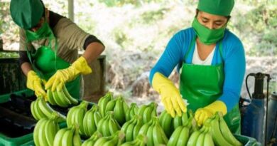 Exportaciones de banano de Perú crecieron 10.5% en volumen y 13.9% en valor en octubre de este año